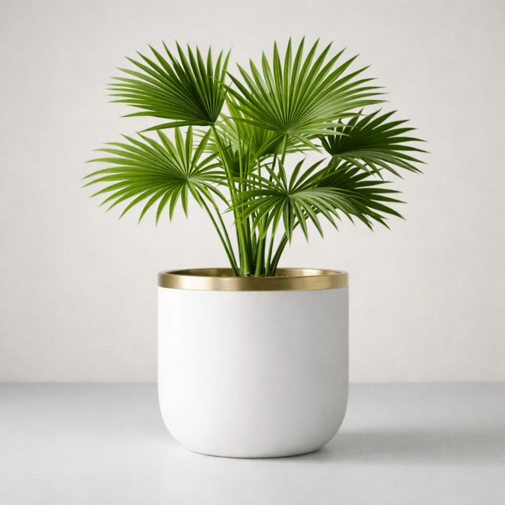 Livistona Palm Plant